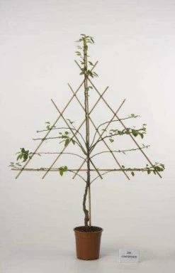 Lei-Peer (Pyrus Communis 'Doyenne Du Comice') -Groene Wereld peer leirek 2 4