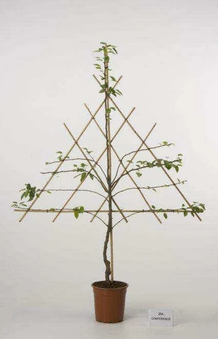 Lei-Peer (Pyrus Communis 'Triomph De Vienne') 5 Lei-Peer (Pyrus Communis 'Triomph De Vienne') - Afbeelding 3