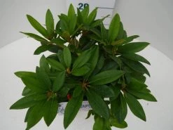 Rhododendron (Rhododendron 'Percy Wiseman') -Groene Wereld percy wiseman c2 boven 2