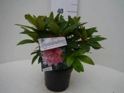 Rhododendron (Rhododendron 'Percy Wiseman') -Groene Wereld percy wiseman c2 voor 2