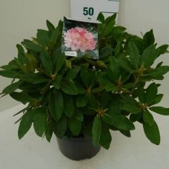 Rhododendron (Rhododendron 'Percy Wiseman') -Groene Wereld percy wiseman c7.5 zij 2