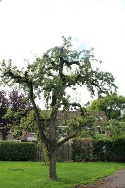 Wilde Perenboom (Pyrus Communis) 19 Wilde Perenboom (Pyrus Communis) -Groene Wereld perenboom