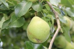 Wilde Perenboom (Pyrus Communis) 20 Wilde Perenboom (Pyrus Communis) -Groene Wereld perenboom 1