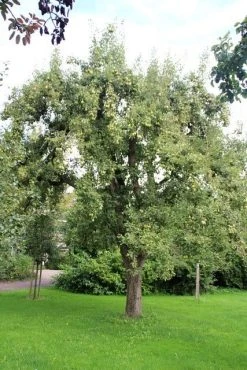 Wilde Perenboom (Pyrus Communis) 23 Wilde Perenboom (Pyrus Communis) -Groene Wereld perenboom 2