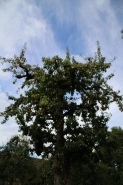 Wilde Perenboom (Pyrus Communis) 24 Wilde Perenboom (Pyrus Communis) -Groene Wereld perenboom 4