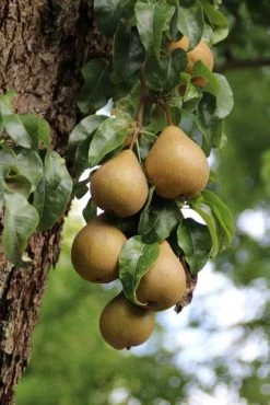 Wilde Perenboom (Pyrus Communis) 21 Wilde Perenboom (Pyrus Communis) -Groene Wereld perenboom 5