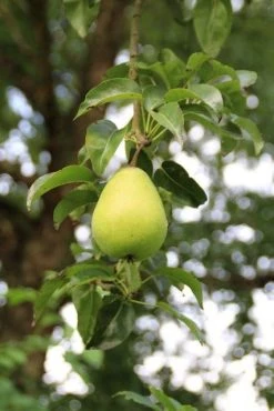 Wilde Perenboom (Pyrus Communis) 22 Wilde Perenboom (Pyrus Communis) -Groene Wereld perenboom 7