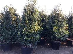 Camelia (Camellia Japonica ‘Perfection White’) -Groene Wereld perfectionwhite200cm 1