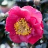 Camelia (Camellia Japonica 'R.L. Wheeler') -Groene Wereld phbe02149