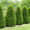 Thuja (Thuja Occidentalis 'Pyramidalis Compacta')