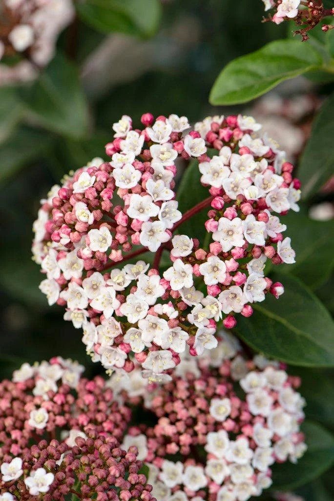 Sneeuwbal, Piramide (Viburnum Tinus 'Eve Price ') 4 Sneeuwbal, Piramide (Viburnum Tinus 'Eve Price ') - Afbeelding 2