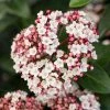Groenblijvende Sneeuwbal (Viburnum Tinus 'Eve Price') -Groene Wereld phbe06702 2 2