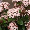 Sneeuwbal (Viburnum Tinus 'Lisa Rose') -Groene Wereld phbe06704
