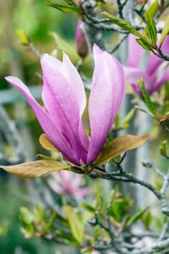 Meerstammige Beverboom (Magnolia 'Susan') -Groene Wereld phbe06930 1