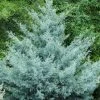 Cipres (Cupressus Arizonica 'Glauca')