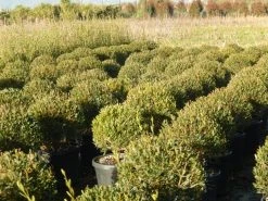 Steenlinde Als Bol (Phillyrea Angustifolia) 15 Steenlinde Als Bol (Phillyrea Angustifolia) -Groene Wereld phillyrea angustifolia 1