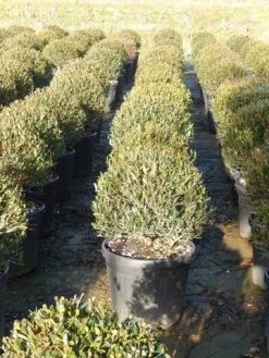 Steenlinde Als Bol (Phillyrea Angustifolia) 14 Steenlinde Als Bol (Phillyrea Angustifolia) -Groene Wereld phillyrea angustifolia 3