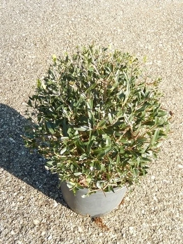 Steenlinde Als Bol (Phillyrea Angustifolia) 4 Steenlinde Als Bol (Phillyrea Angustifolia) - Afbeelding 2