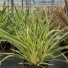 Nieuw-Zeelands Vlas (Phormium 'Duet') -Groene Wereld phormium