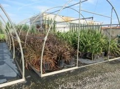 Nieuw Zeelands Vlas (Phormium Tenax 'Purpureum') -Groene Wereld phormium 1