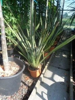 Nieuw Zeelands Vlas (Phormium Tenax) -Groene Wereld phormium tenax c7