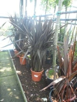 Nieuw Zeelands Vlas (Phormium Tenax 'Purpureum') -Groene Wereld phormium tenax purpureum 100 125 c25