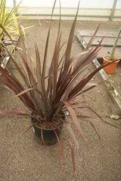 Nieuw Zeelands Vlas (Phormium Tenax 'Purpureum') -Groene Wereld phormium tenax purpureum 2 2