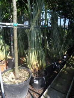 Nieuw Zeelands Vlas (Phormium Tenax 'Variegatum') -Groene Wereld phormium tenax variegatum 125 150 175 c50 70 1