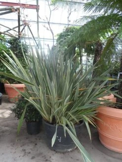 Nieuw Zeelands Vlas (Phormium Tenax 'Variegatum') -Groene Wereld phormium tenax variegatum 150 200 c240 1