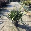 Nieuw Zeelands Vlas (Phormium Tenax 'Golden Ray') -Groene Wereld phorniumtenax01 1