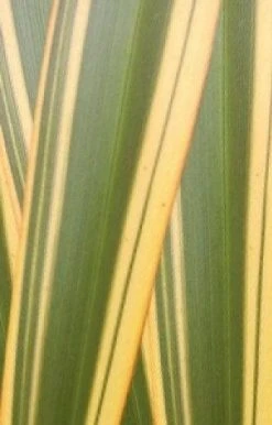 Nieuw Zeelands Vlas (Phormium Tenax 'Golden Ray') -Groene Wereld phorniumtenaxgr01 2