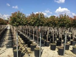 Glansmispel Op Stam (Photinia Fraseri 'Red Robin') -Groene Wereld photinia 120 140cm stam