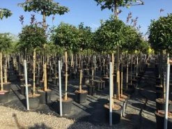 Glansmispel Op Stam (Photinia Fraseri 'Red Robin') -Groene Wereld photinia 120 140cm stam 2