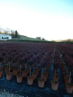 Glansmispel Op Stam (Photinia Fraseri 'Carré Rouge') -Groene Wereld photinia carre rouge