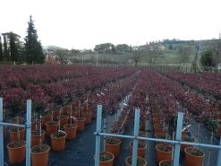 Glansmispel Op Stam (Photinia Fraseri 'Carré Rouge') -Groene Wereld photinia carre rouge 3