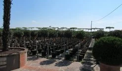 Glansmispel Op Stam (Photinia Fraseri 'Little Red Robin') -Groene Wereld photinia fraseri little red robin halfstam