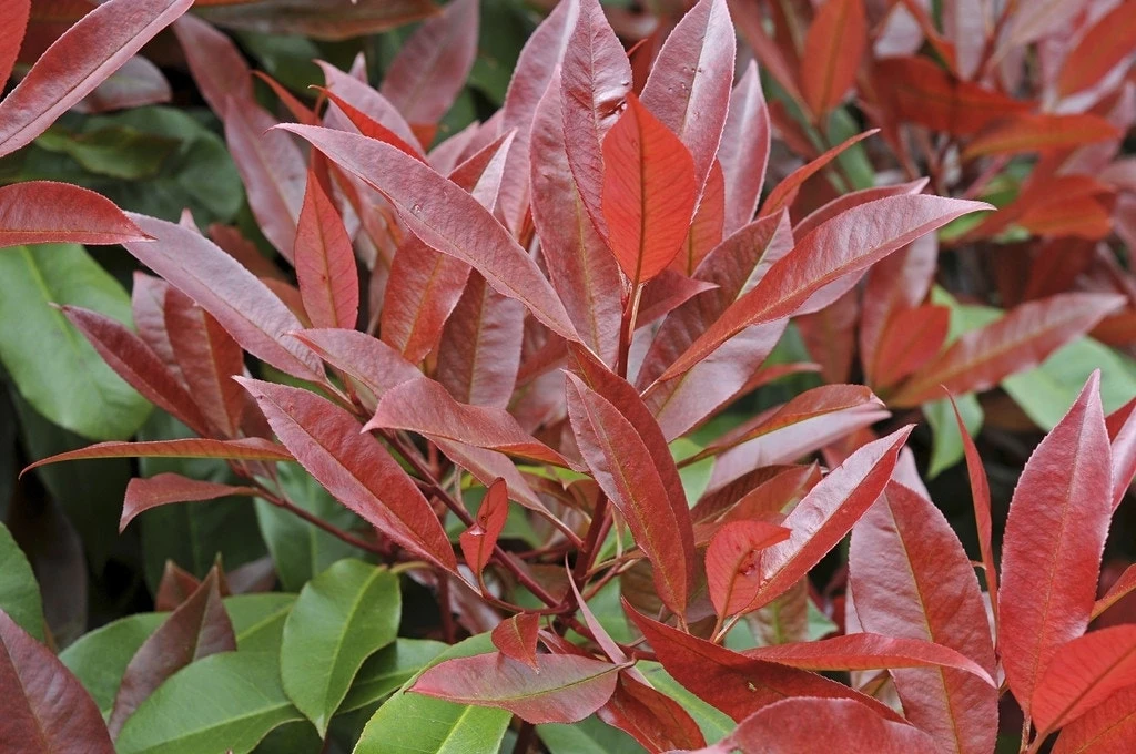 Glansmispel Halfstam Als Leiboom (Photinia Fraseri 'Red Robin') 5 Glansmispel Halfstam Als Leiboom (Photinia Fraseri 'Red Robin') - Afbeelding 3