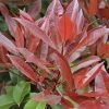 Glansmispel Als Leiboom (Photinia Fraseri 'Red Robin') -Groene Wereld photinia fraseri red robin01 7 2