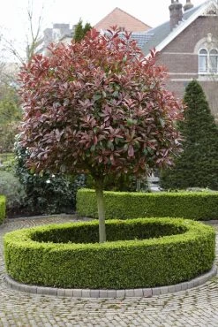 Glansmispel Als Boom (Photinia Fraseri 'Red Robin') -Groene Wereld photinia fraseri red robin02 1