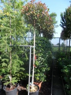 Glansmispel Als Boom (Photinia Fraseri 'Red Robin') 13 Glansmispel Als Boom (Photinia Fraseri 'Red Robin') -Groene Wereld photinia fraseri red robin 10 12ho cont