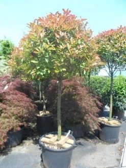 Glansmispel Op Stam (Photinia Fraseri 'Red Robin') -Groene Wereld photinia fraseri red robin 100 120stam c110 extra