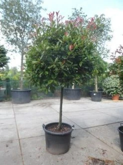 Glansmispel Op Stam (Photinia Fraseri 'Red Robin') -Groene Wereld photinia fraseri red robin 100stam c160 solitair