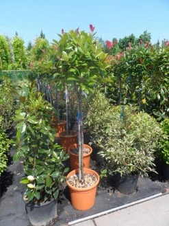 Glansmispel Op Stam (Photinia Fraseri 'Red Robin') -Groene Wereld photinia fraseri red robin 100stam c20