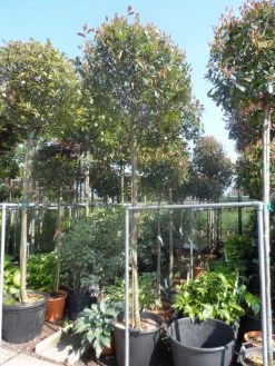 Glansmispel Als Boom (Photinia Fraseri 'Red Robin') 15 Glansmispel Als Boom (Photinia Fraseri 'Red Robin') -Groene Wereld photinia fraseri red robin 12 14 16ho cont