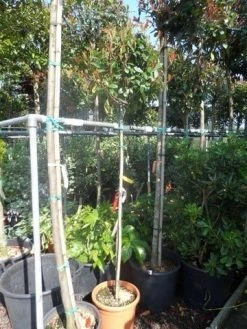 Glansmispel Op Stam (Photinia Fraseri 'Red Robin') -Groene Wereld photinia fraseri red robin 150stam c25