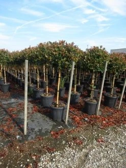 Glansmispel Op Stam (Photinia Fraseri 'Red Robin') -Groene Wereld photinia fraseri red robin halfstam 2
