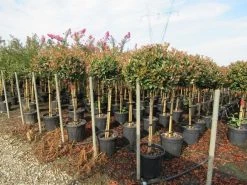 Glansmispel Op Stam (Photinia Fraseri 'Red Robin') -Groene Wereld photinia fraseri red robin halfstam 3