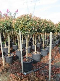 Glansmispel Op Stam (Photinia Fraseri 'Red Robin') -Groene Wereld photinia fraseri red robin halfstam 4