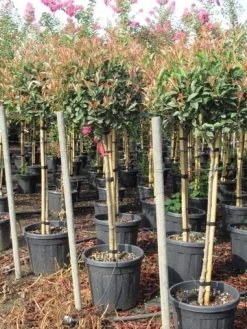 Glansmispel Op Stam (Photinia Fraseri 'Red Robin') -Groene Wereld photinia fraseri red robin halfstam 5