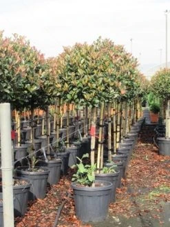 Glansmispel Op Stam (Photinia Fraseri 'Red Robin') -Groene Wereld photinia fraseri red robin halfstam 6